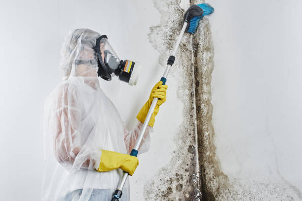 Best Office Mold Removal Services  in Harrison, NY