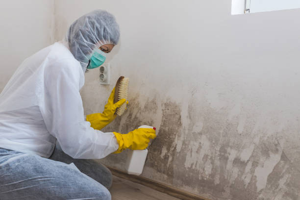 Best Mold Removal Near Me  in Harrison, NY