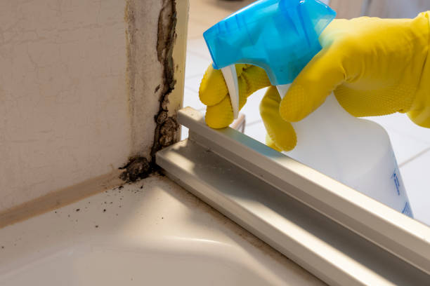 Best Mold Testing  in Harrison, NY