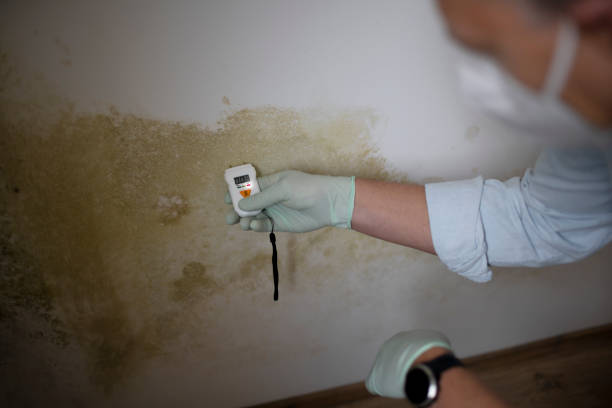 Best Mold Cleaning Services  in Harrison, NY