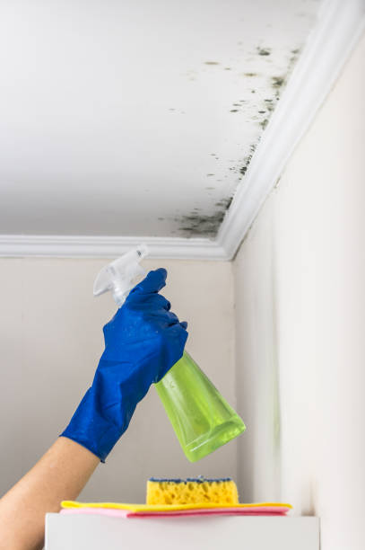 Reliable Harrison, NY Mold Removal Solutions
